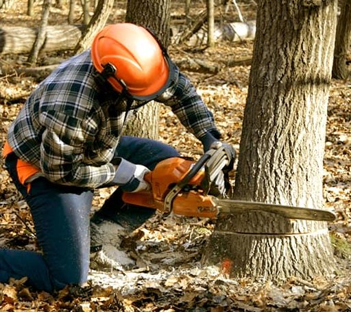 Tree Removal in Hubbard Lake, MI